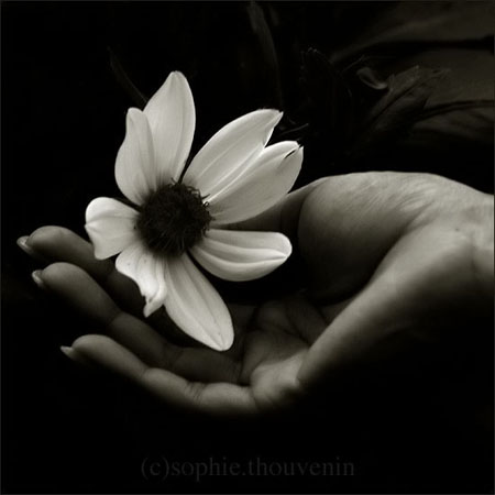 flower-in-hand